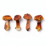 Kindle Store Fungi Mushrooms eBooks Unlimited Access-0
