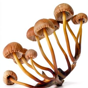 Fantastic Fungi Illustrated Kindle by Earth Aware-0